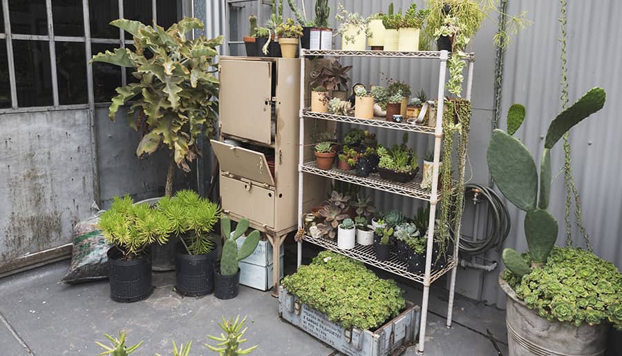 almacenamiento de plantas